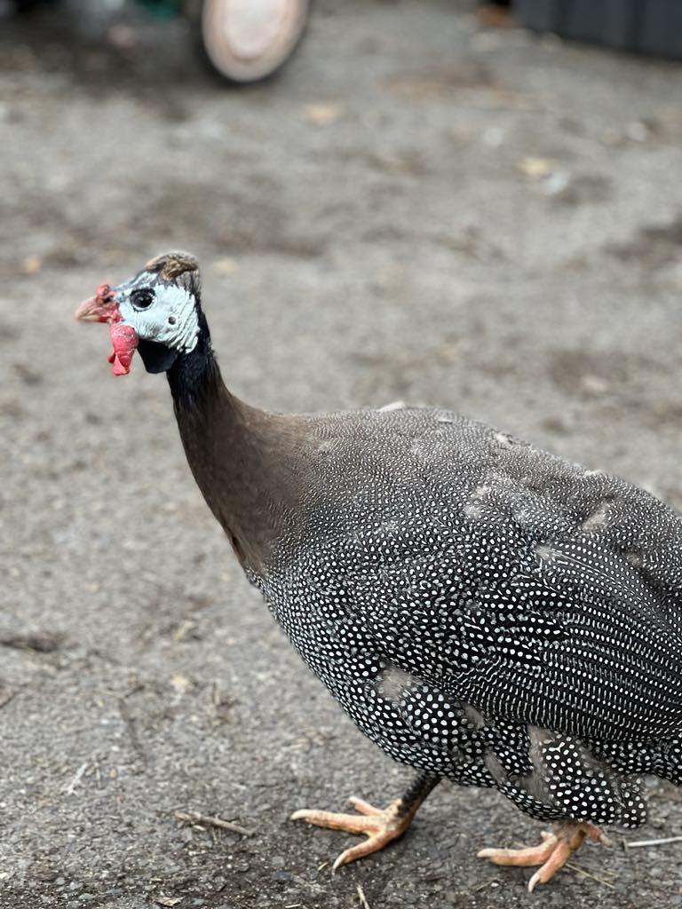 Guinea Hens