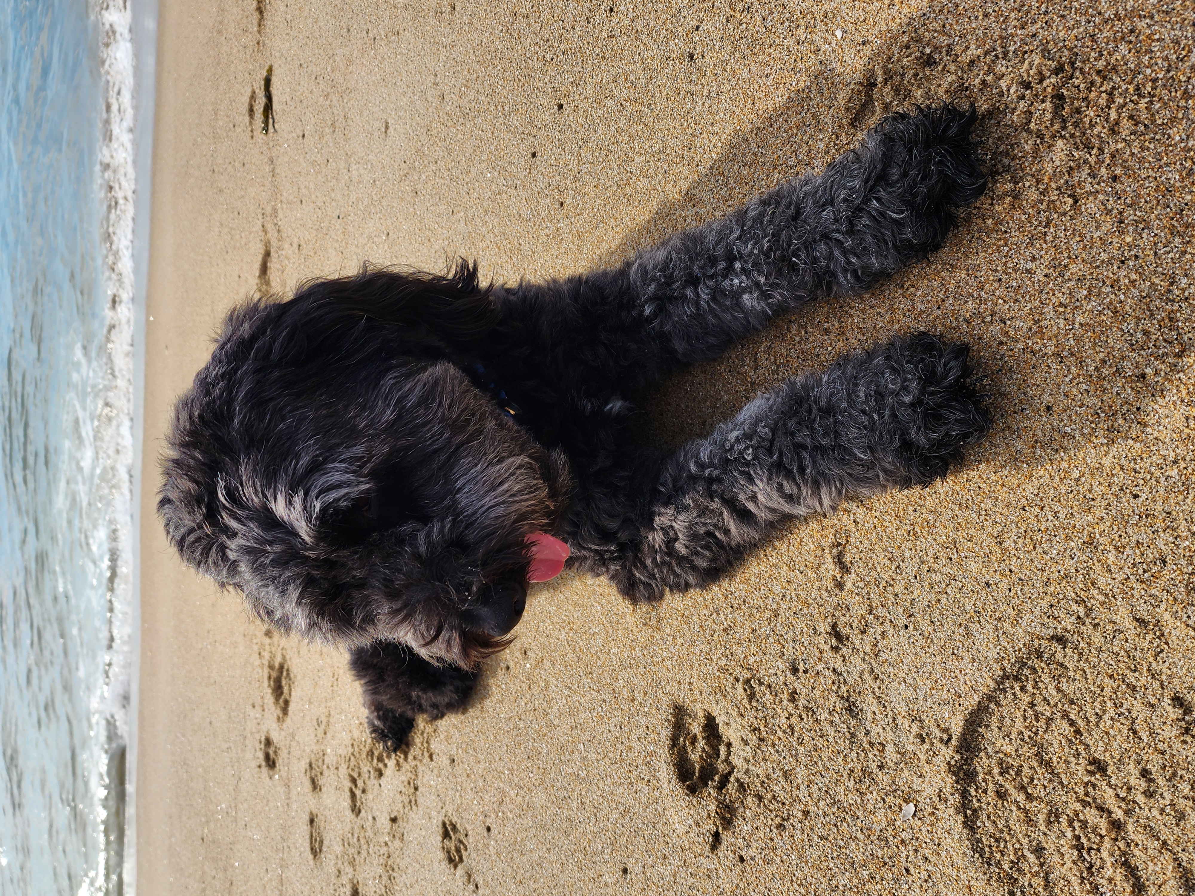 Dublin on the beach in Pensacola