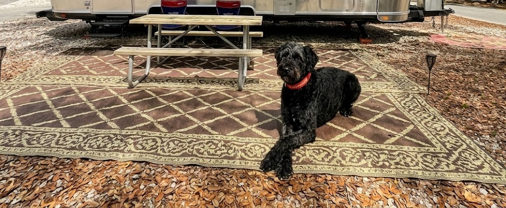Dublin's Dispatch: A Senior Dog's Guide to Observing Chaos While Napping