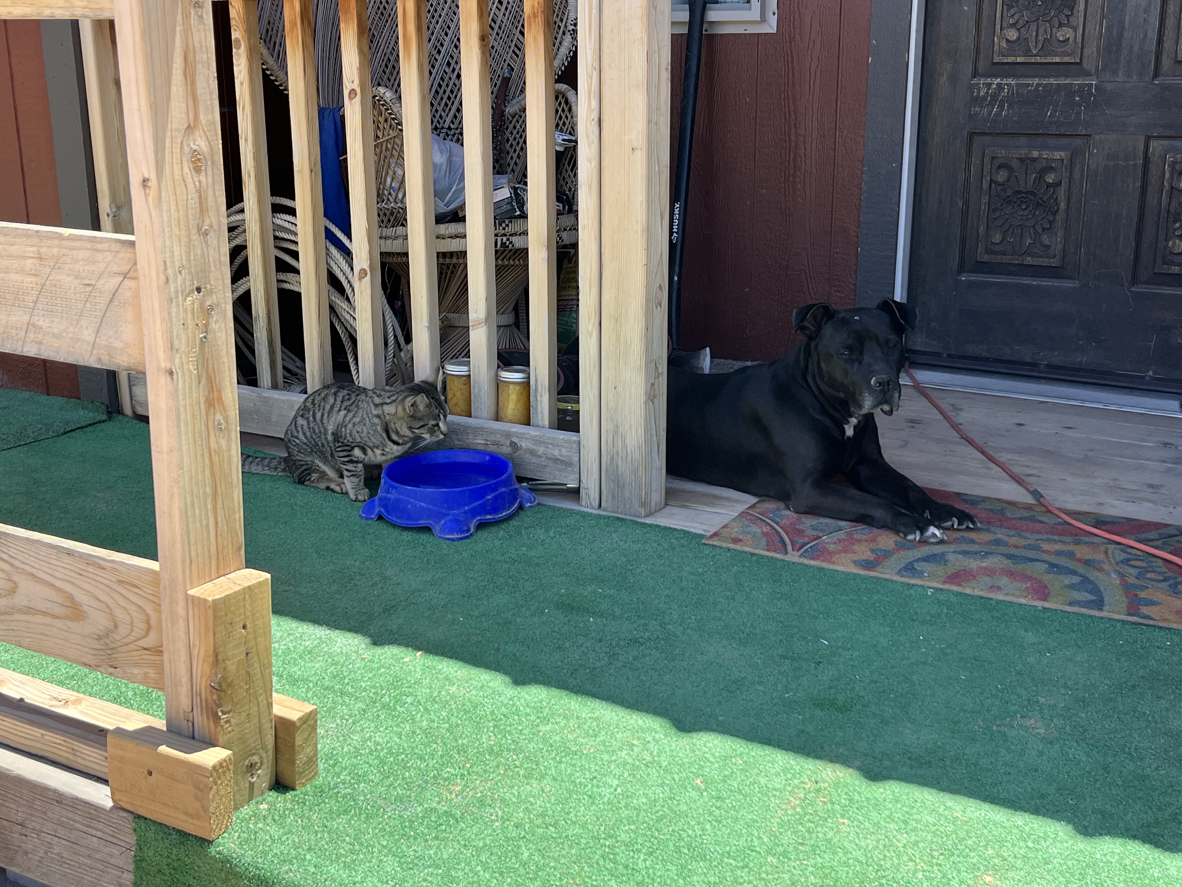Gigi (13-year-old dog) resting on the porch while Sassy sneaks a sip from her water bowl — two members of the Javon's Legacy Farm animal family