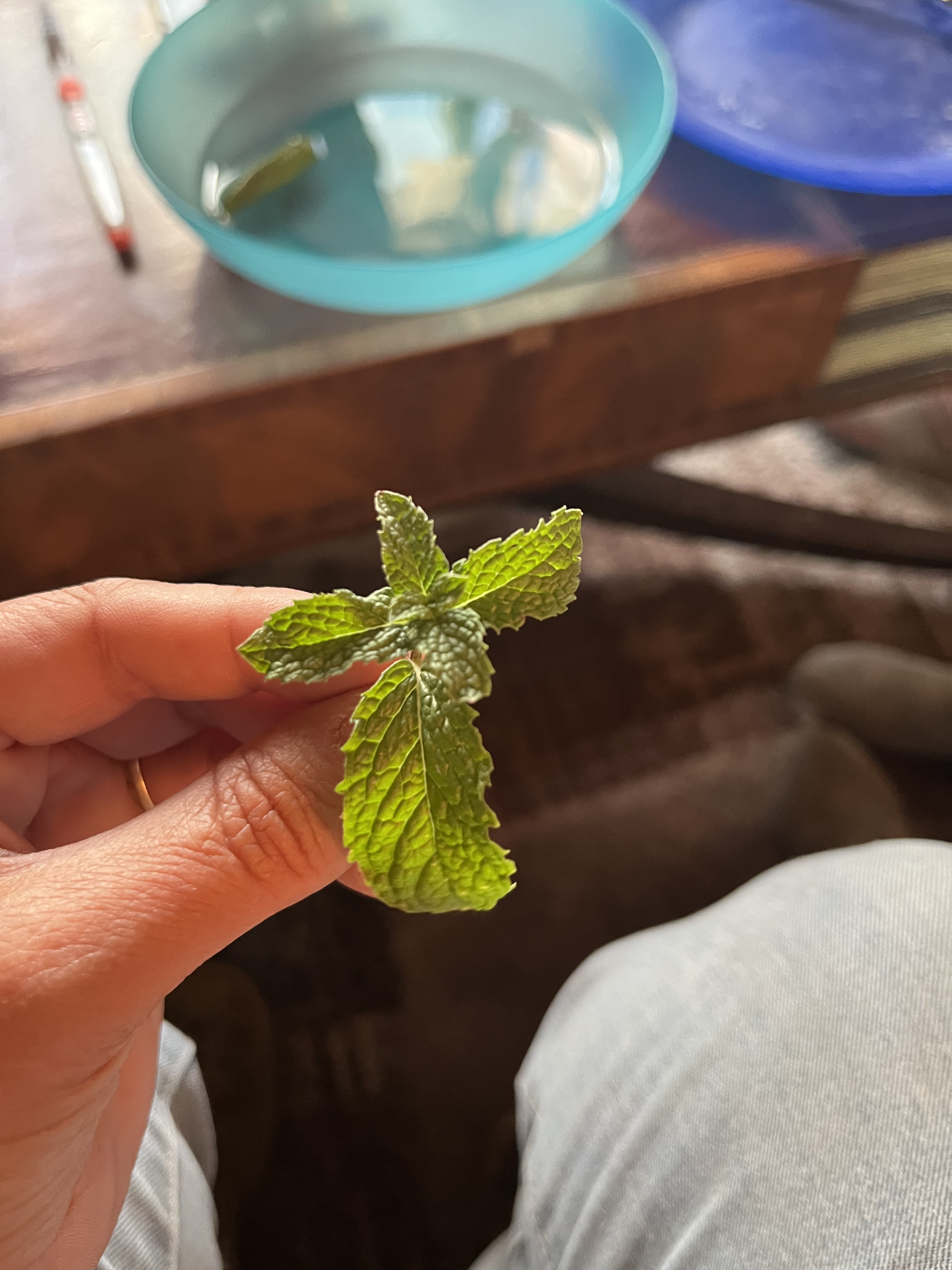 Fresh mint leaves hand-harvested from Javon's Legacy Farm