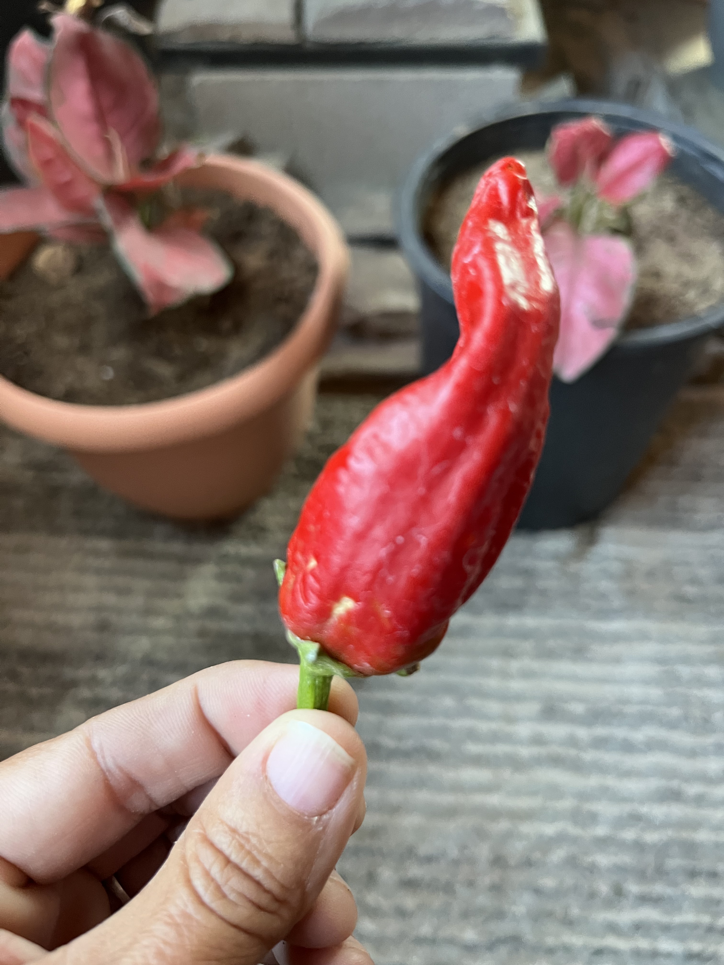 Fully matured red hot banana pepper held in hand at Javons Legacy Farm first fully ripened pepper