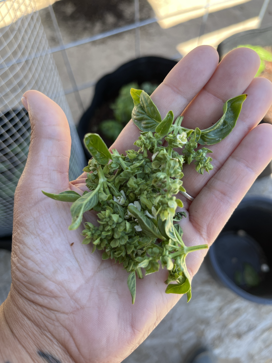 Harvested basil flowers held in hand at Javon's Legacy Farm