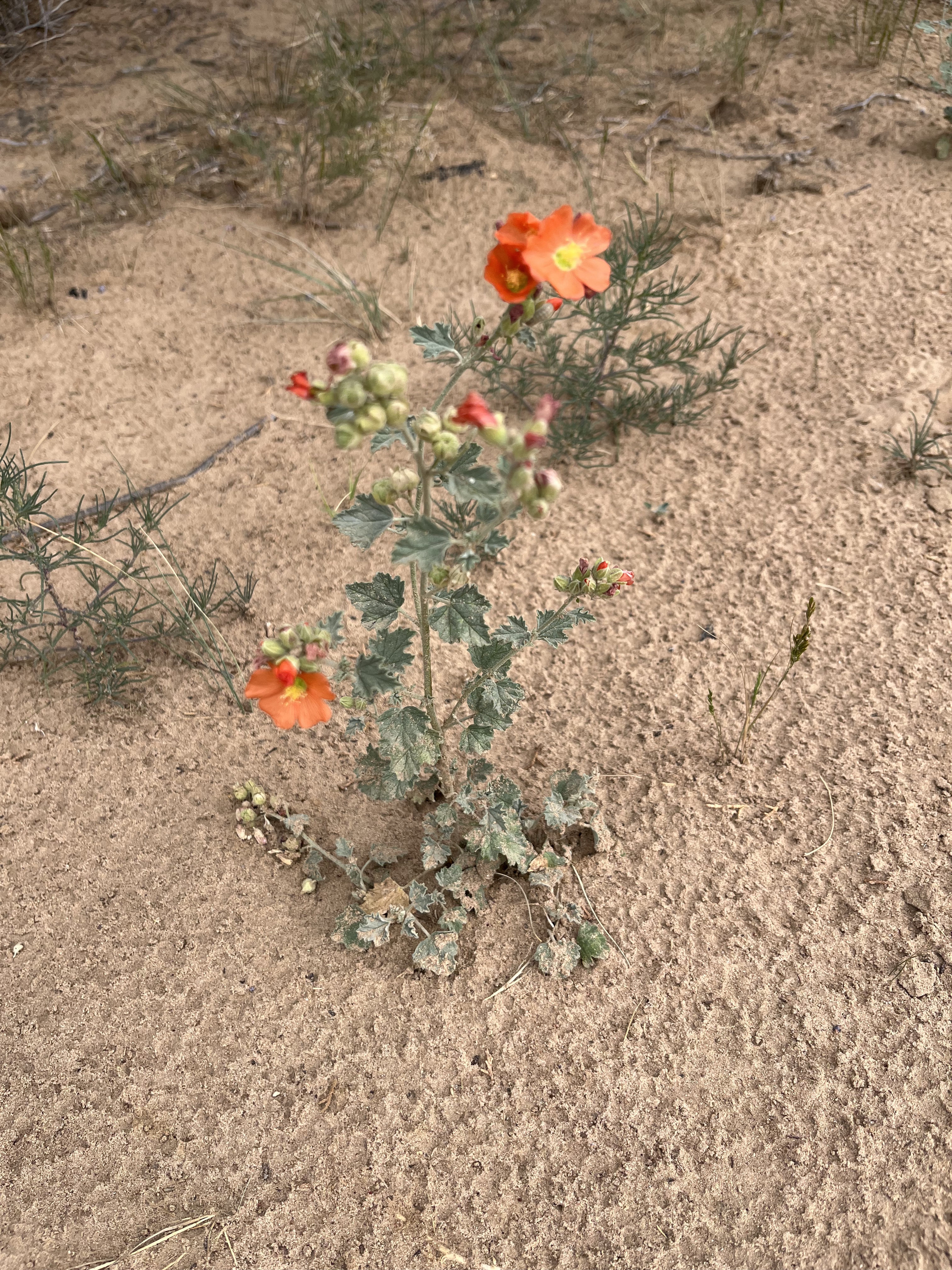 Wild desert globe mallow blooming in the Arizona high desert sand at Javon's Legacy Farm — vibrant orange flowers growing from rocky soil