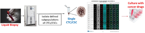 Liquid biopsy screening process: isolating defined subpopulations of CTCs/CSCs, single CTC/CSC analysis, and culture with cancer drugs