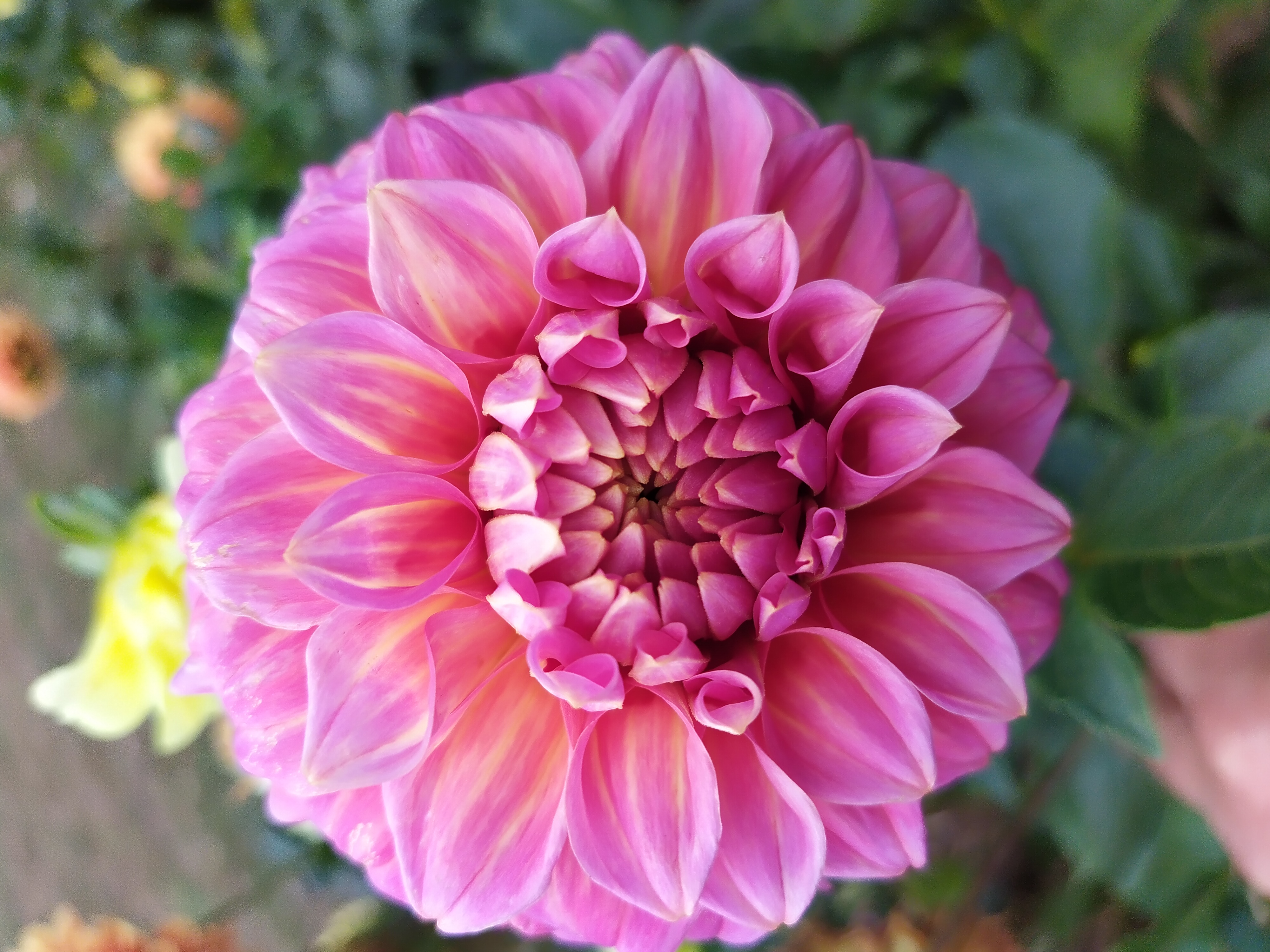 Daniela's Spirit dahlia bloom — a vibrant pink dahlia