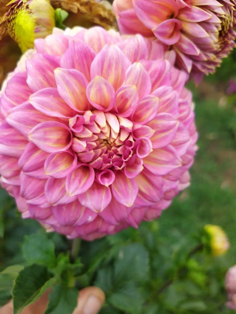It’s Time to Order Your Dahlia Tubers!