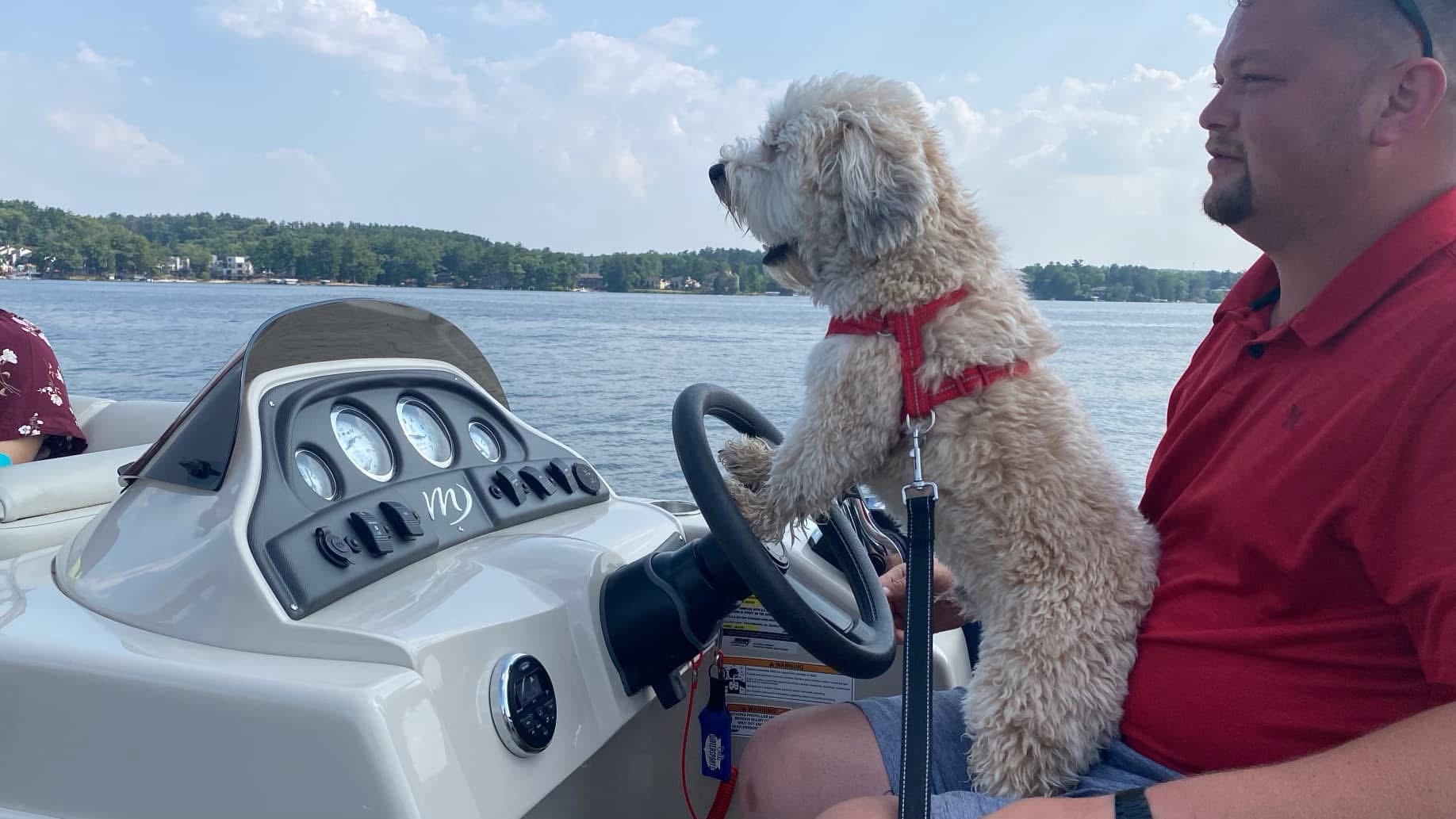 David the miniature Whoodle at the helm of a boat
