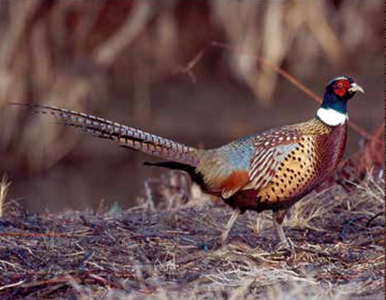 Ring-necked pheasant male