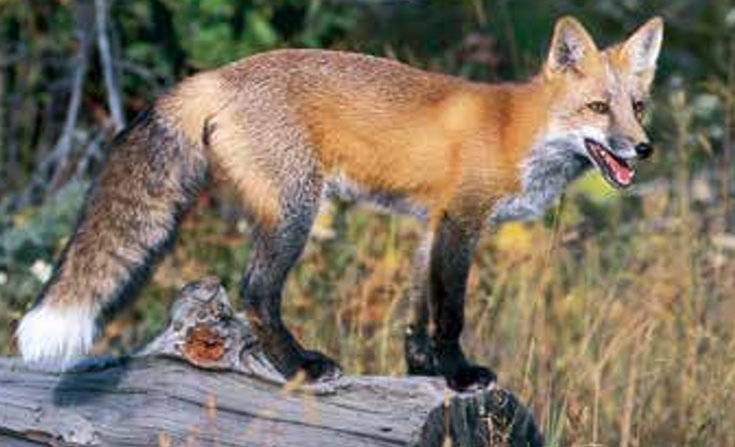 Red fox