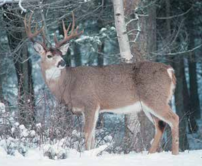 White-tailed deer in natural winter habitat