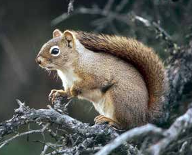 Eastern fox squirrel